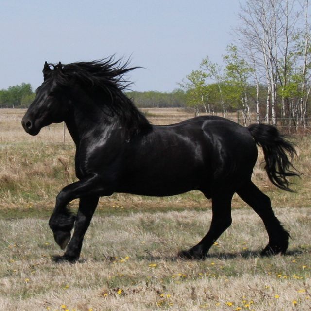 Black Percheron horse