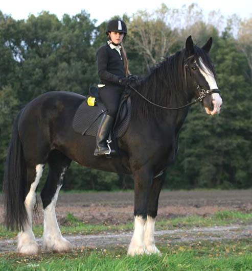 Legacy of the Shire Horses