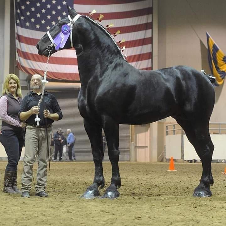 Percheron Horse