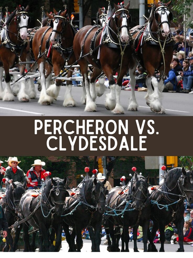 Percheron vs Clydesdale 