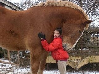 Shire horse Breed 