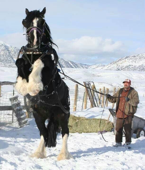 Shire Horse "Physical Characteristics"