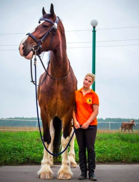 Shire horse compared to humans