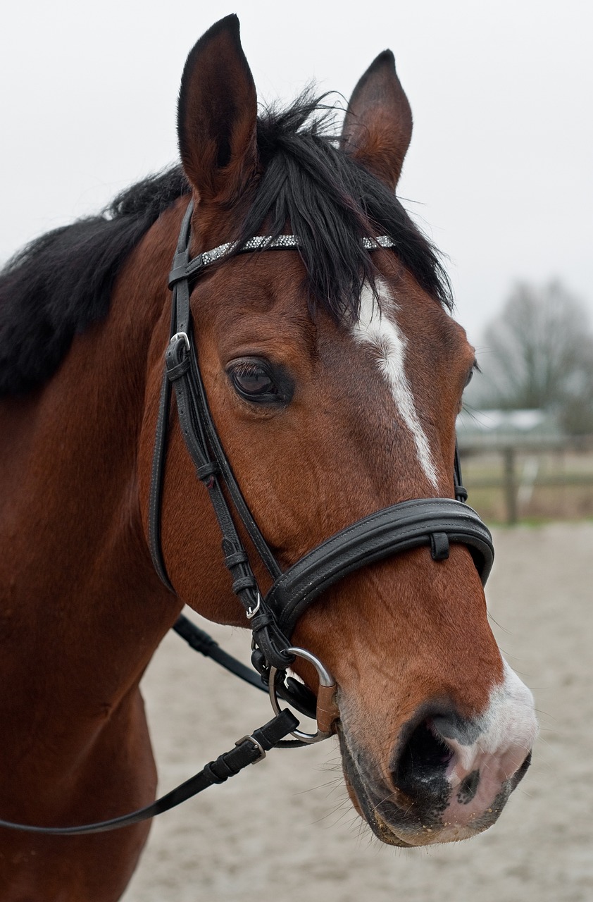 horse, head, portrait-2090626.jpg