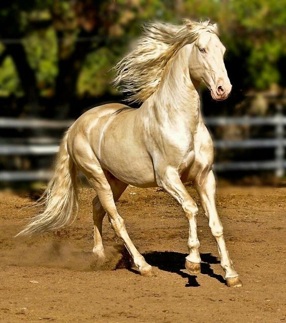 Rarest Horse Breeds Akhal-Teke