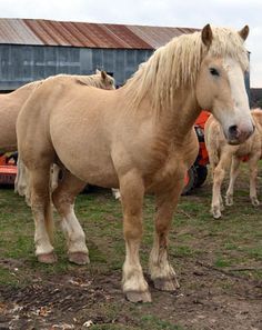 Rarest Horse Breeds American Cream Draft