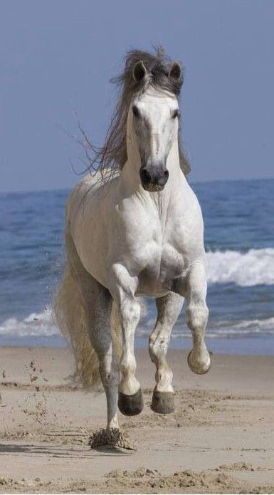 Andalusian Horse