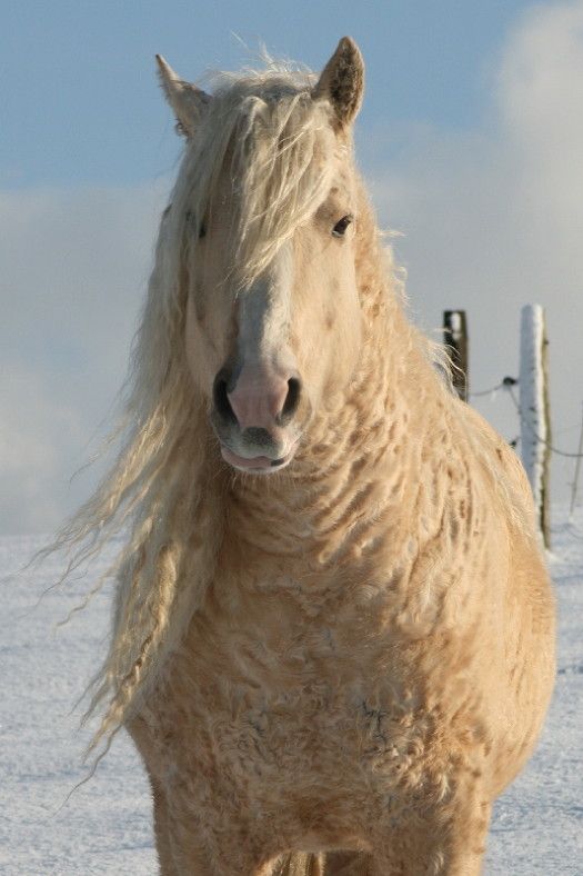 Rarest Horse Breeds Bashkir Curly