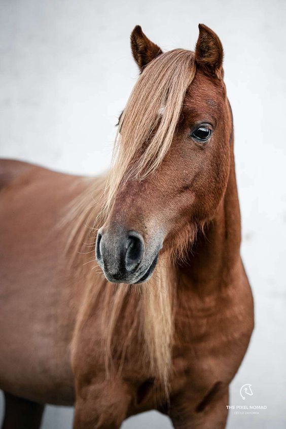 Rarest Horse Breeds Caspian Horse