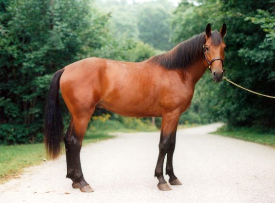 Rarest Horse Breeds Cleveland Bay