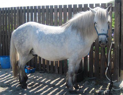 Rarest Horse Breeds Eriskay Pony