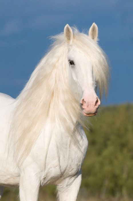 Famous White Horse Names