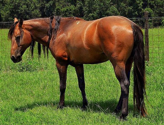 Rarest Horse Breeds Florida Cracker Horse