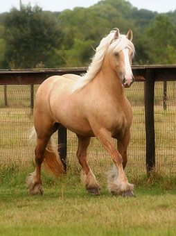 Gypsy Vanner