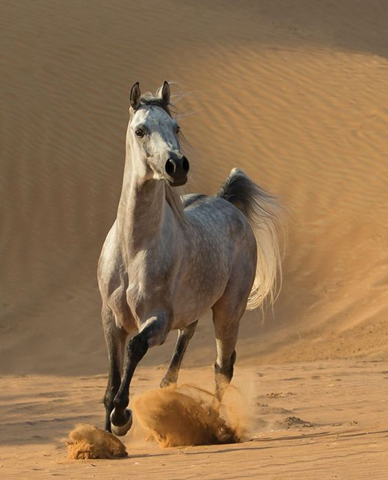 How Long Do Arabian Horses Live