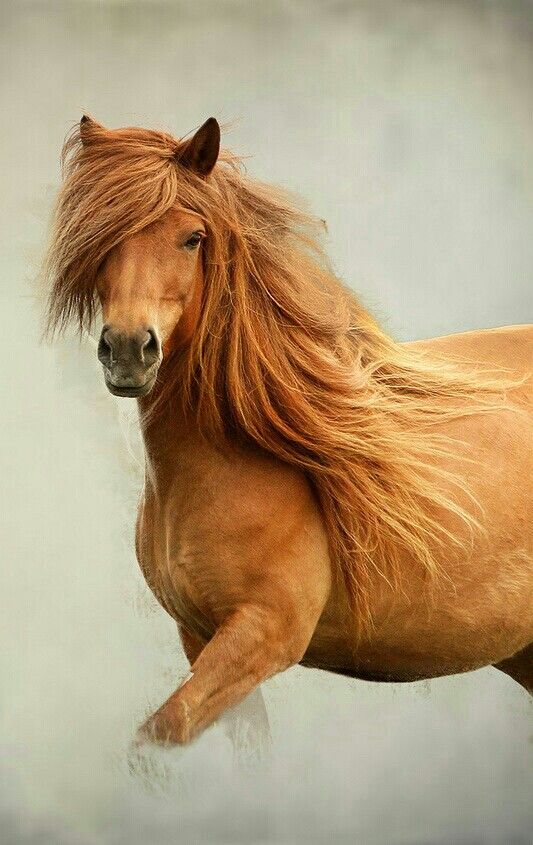 Icelandic Horse