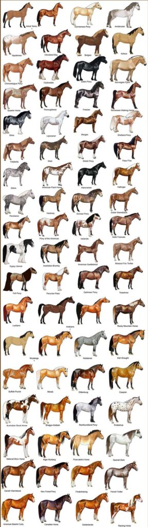 Lifespan of Popular Horse Breeds