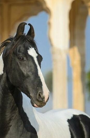 Rarest Horse Breeds Marwari