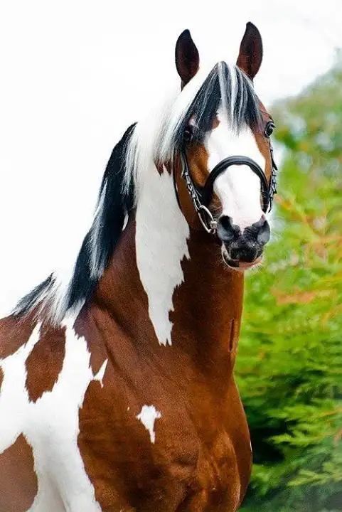 Paint Horse