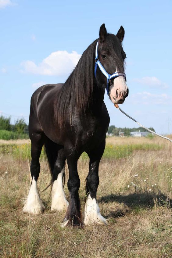 Shire Horse