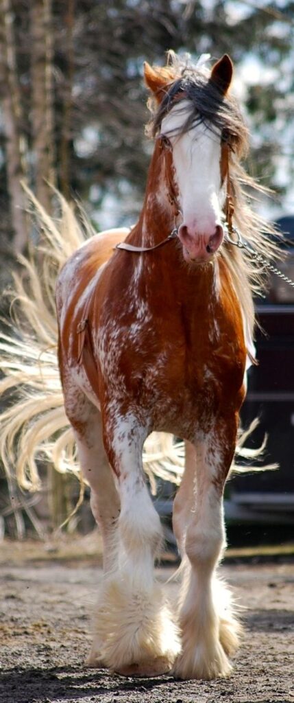 Rarest Horse Breeds Shire Horse