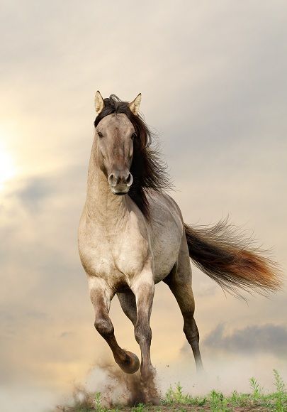 Rarest Horse Breeds Sorraia