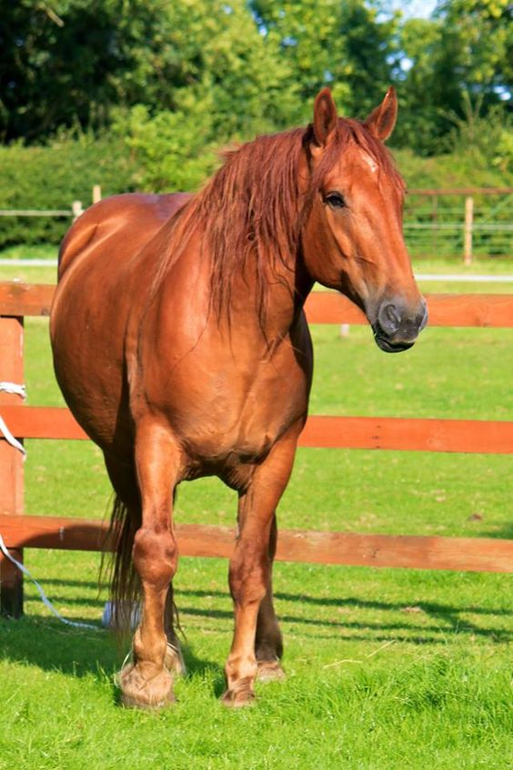 Rarest Horse Breeds Suffolk Punch